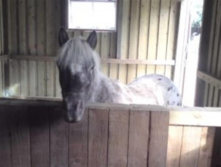 Knabstrupper Herkules RIP billede 2