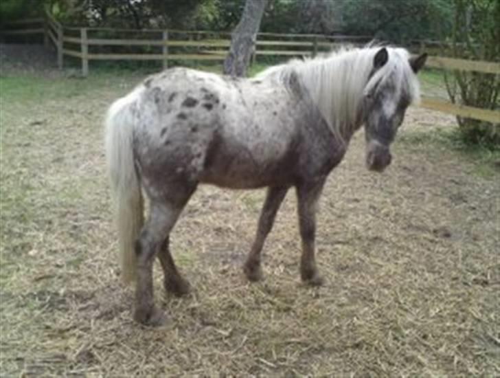 Knabstrupper Herkules RIP billede 3