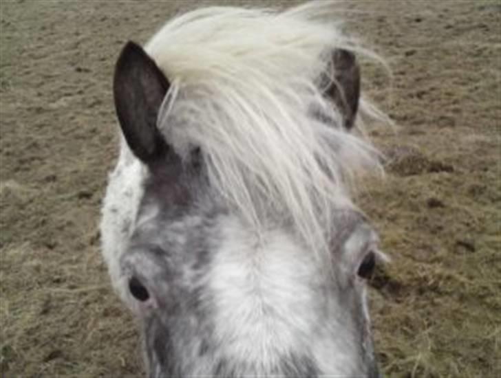 Knabstrupper Herkules RIP billede 4