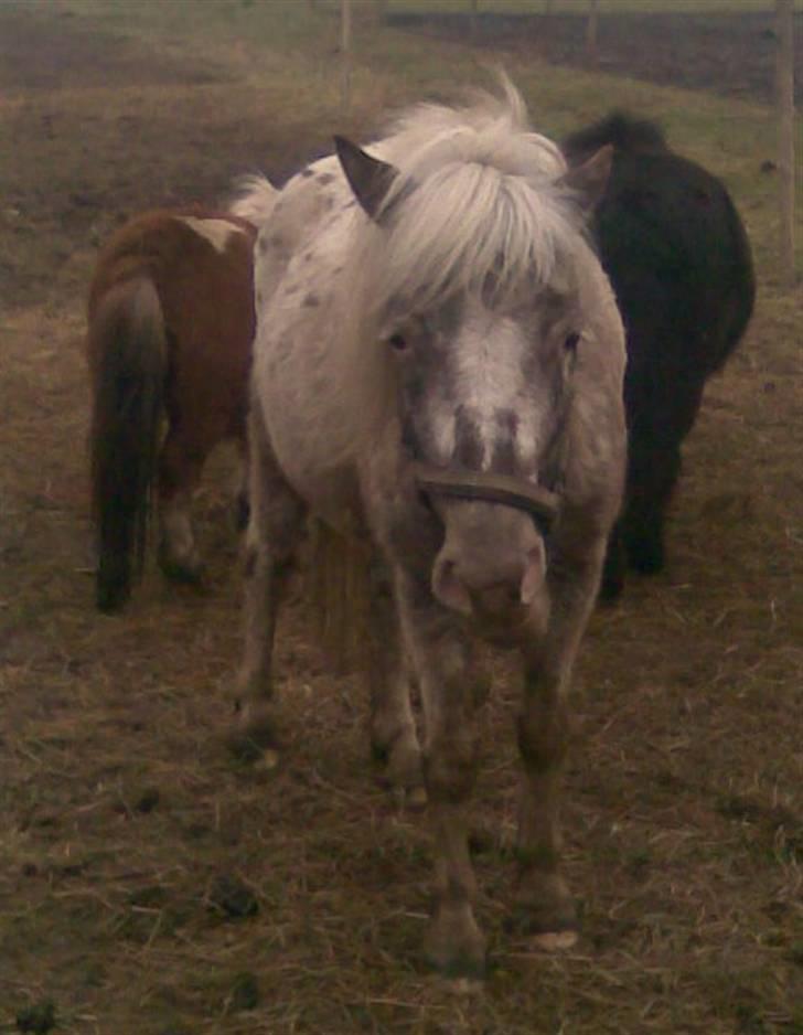 Knabstrupper Herkules RIP billede 5