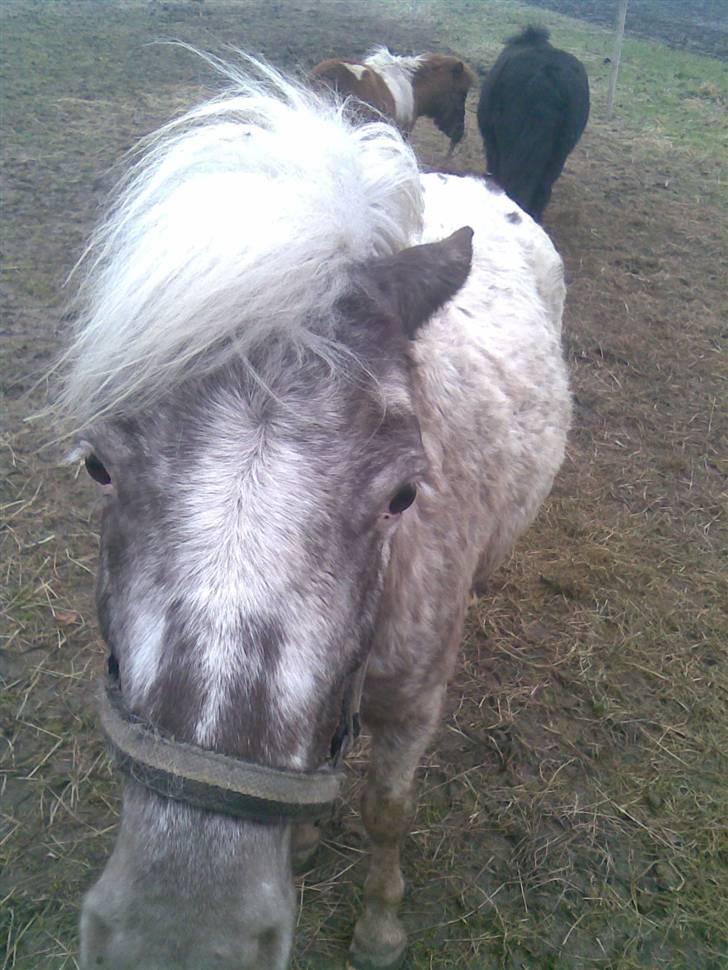 Knabstrupper Herkules RIP billede 6