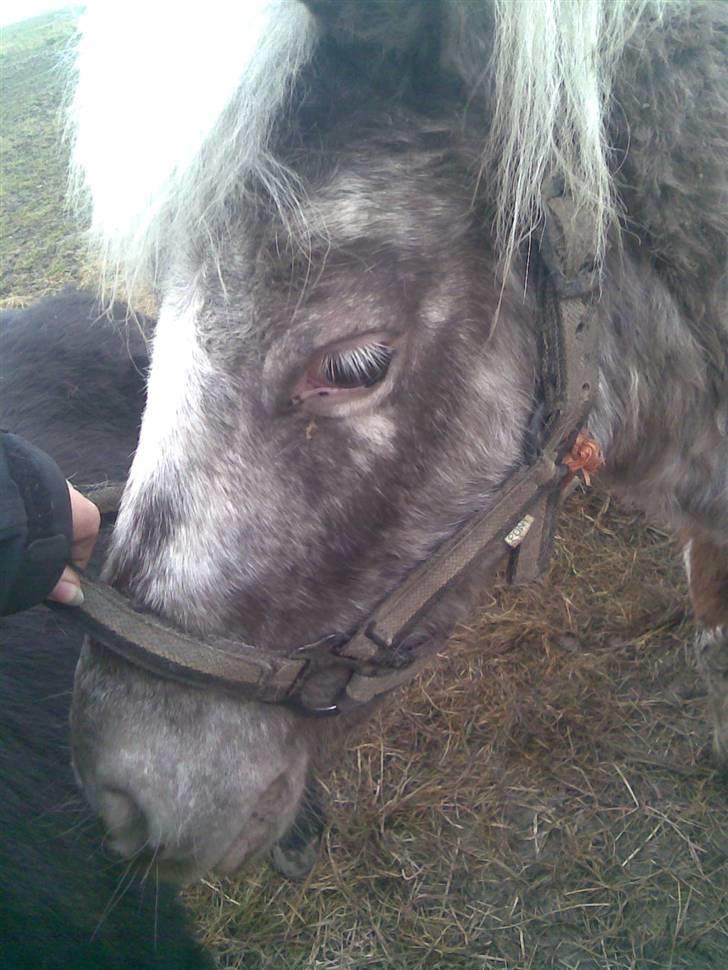 Knabstrupper Herkules RIP billede 7