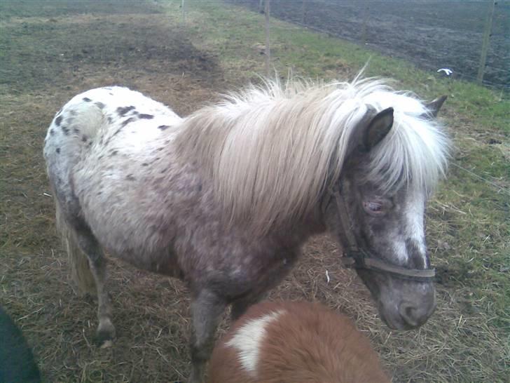 Knabstrupper Herkules RIP billede 8