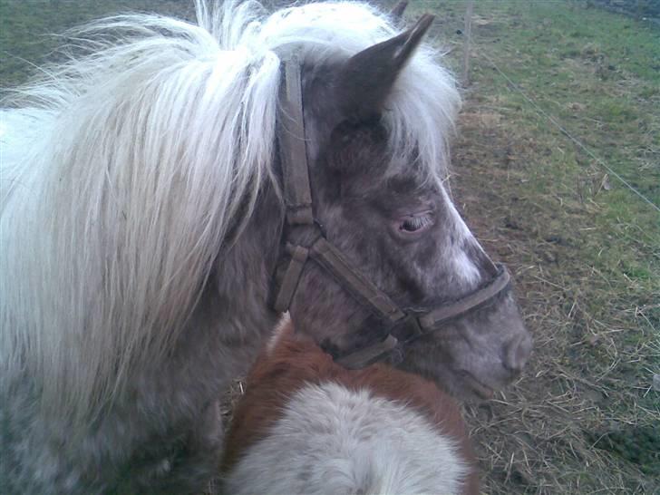 Knabstrupper Herkules RIP billede 9