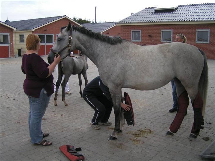 Sportsaraber (A) Attika billede 2