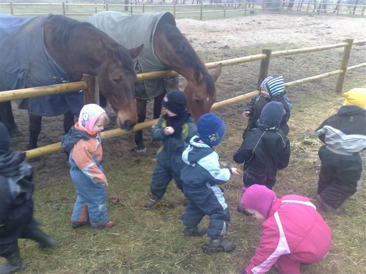 Dansk Varmblod Castella billede 17