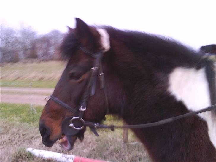 Pinto Next Milton - haha du sød milton<3   XD billede 10