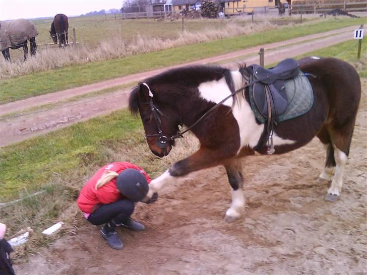 Pinto Next Milton - lidt kongelig har man lov til at være billede 11