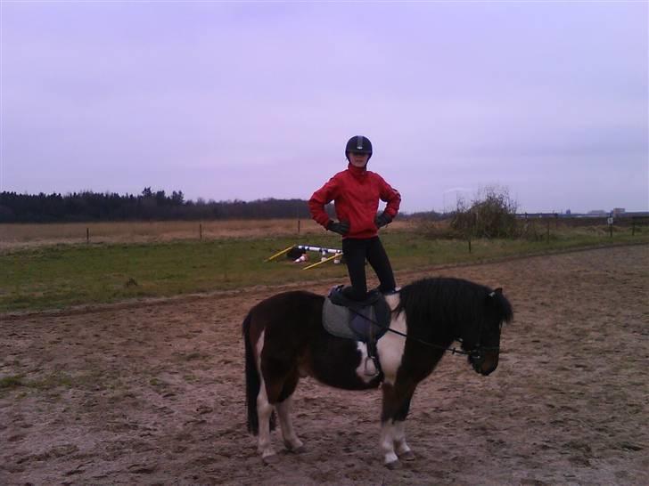 Pinto Next Milton - milton du er og bliver cirkus hest billede 13