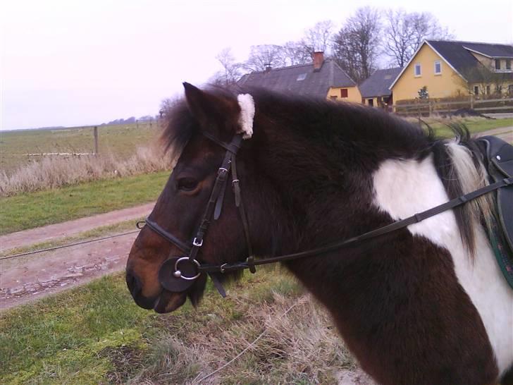 Pinto Next Milton - dit kønne hoved<3 billede 14