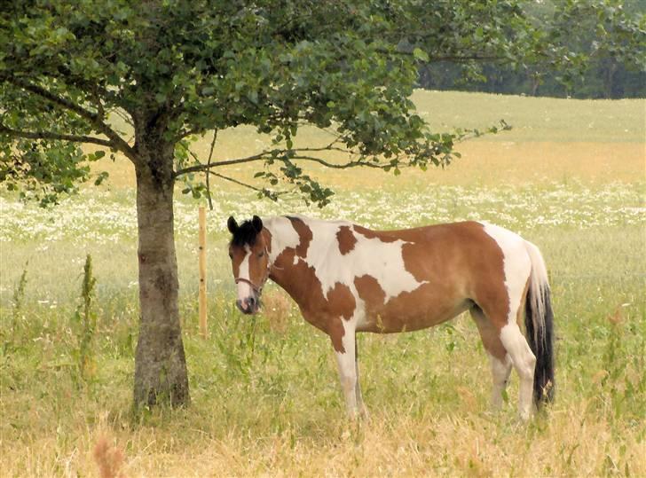 Anden særlig race Jasmin (1. gamle part) - Ude på sommergræs folden, hvor vi lige var på besøg :D billede 7