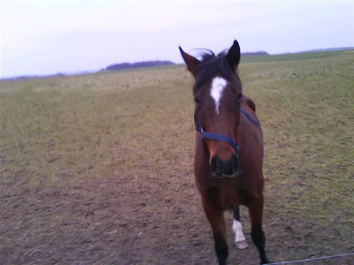 Anden særlig race Mr. Pegasus - Emilie siger jeg er dumXD men er jeg det?? billede 10