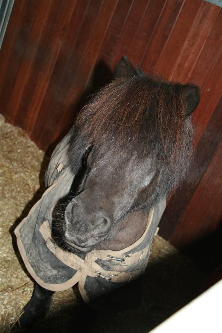 Shetlænder Lonnie :) SOLGT billede 14