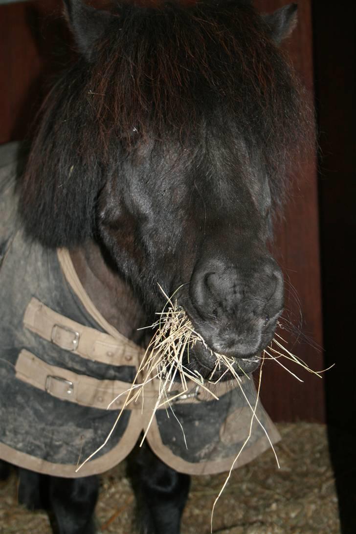 Shetlænder Lonnie :) SOLGT billede 15