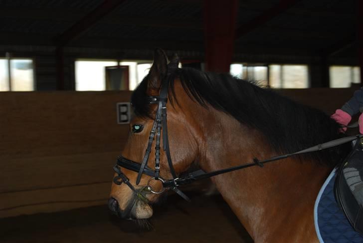 Hollandsk Sportspony Wendy, drømmeponyen billede 13