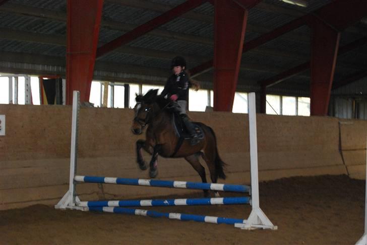 Hollandsk Sportspony Wendy, drømmeponyen billede 14