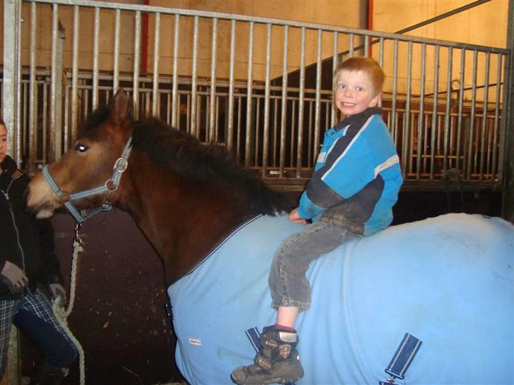 Anden særlig race Bella billede 3