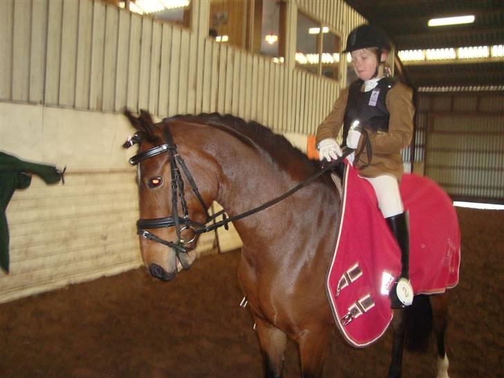 Hollandsk Sportspony Wendy, drømmeponyen billede 15