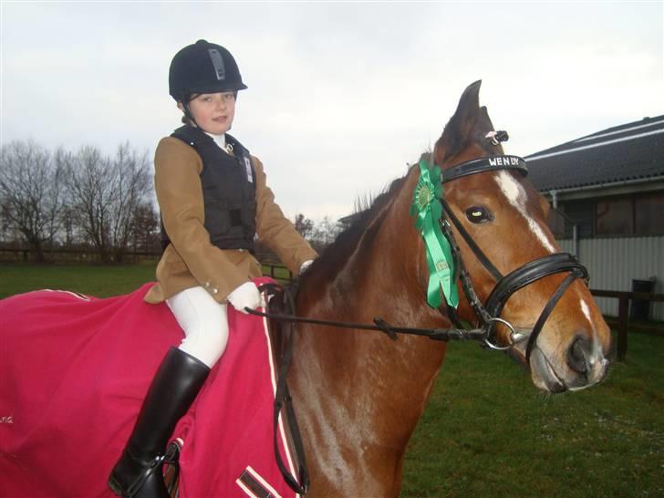 Hollandsk Sportspony Wendy, drømmeponyen billede 16