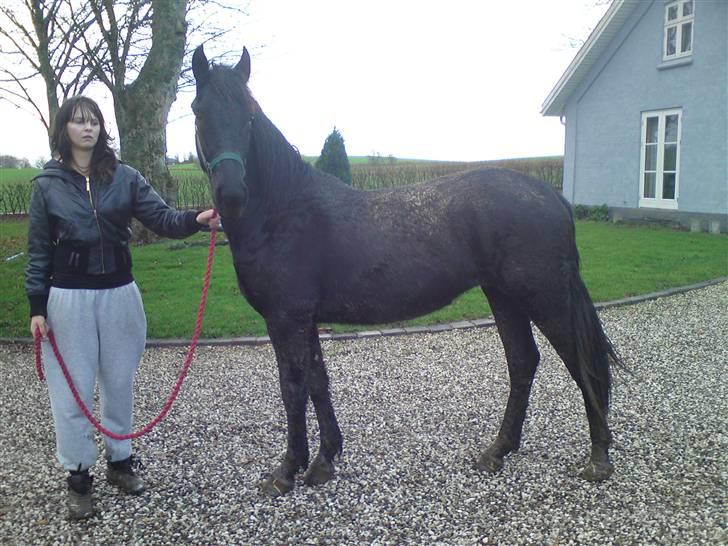 Barockpinto Malou. SOLGT :'( - jeg kan sku os som plag :D billede 7