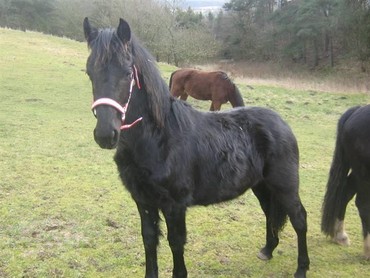 Barockpinto Malou. SOLGT :'( billede 8