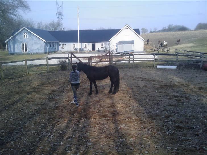 Barockpinto Malou. SOLGT :'( billede 11