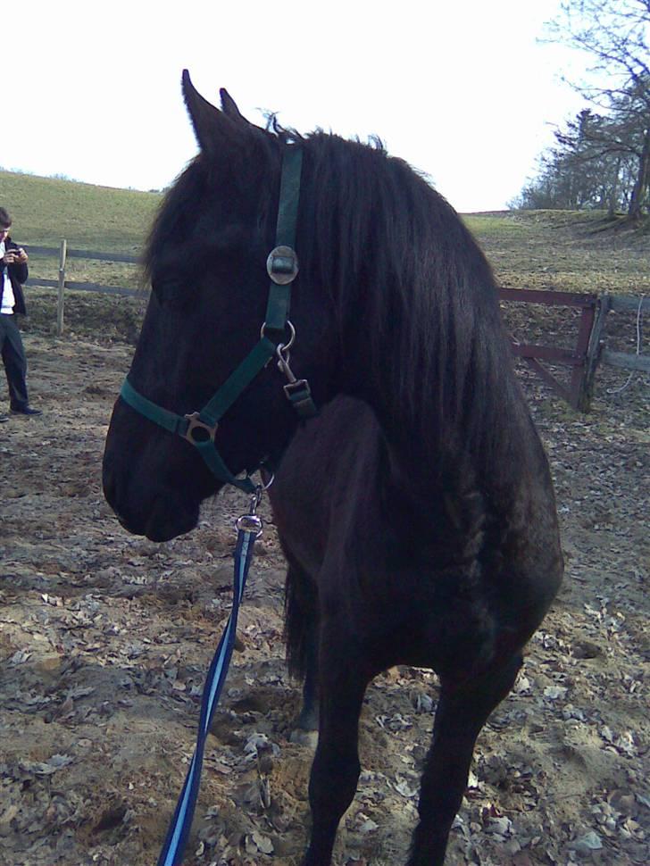 Barockpinto Malou. SOLGT :'( billede 13