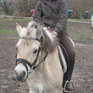 Anden særlig race Filur - Solgt