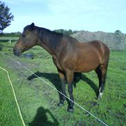 Anden særlig race Lotte R.I.P. <3;(