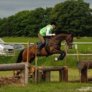 Dansk Varmblod Millefleur