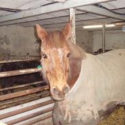 Anden særlig race Nitouch (Solgt)