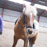 New Forest Fuglekildes Savoy