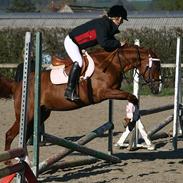 Tysk Sportspony Sunny