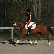 Tysk Sportspony Sunny