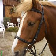 Anden særlig race Walker | Gl. part |