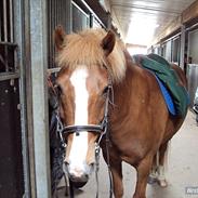 Anden særlig race Walker | Gl. part |