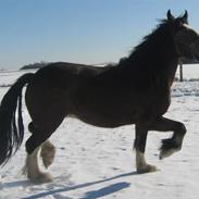 Shire Skovlys Ankito