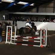 Hollandsk Sportspony Dutch Fidelia