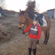 Anden særlig race Kessler  (solgt)