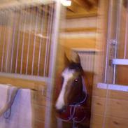 Anden særlig race Savanah 