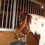 Anden særlig race Savanah 