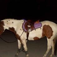 Anden særlig race Savanah 