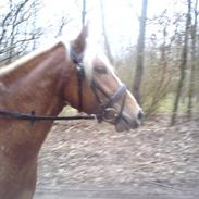 Haflinger Beat Bob- Solgt