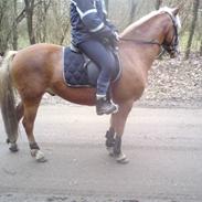 Haflinger Beat Bob- Solgt