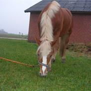 Haflinger Beat Bob- Solgt