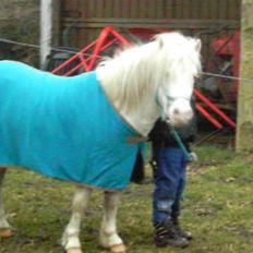 Welsh Pony af Cob-type (sec C) Casanova