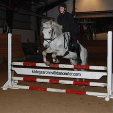 Connemara Rex Sixteen {Solgt}