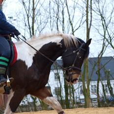 Pinto Imagic`s Zafir