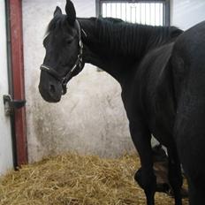 Dansk Varmblod Dénise