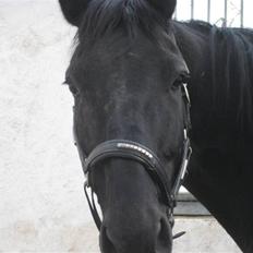 Dansk Varmblod Dénise